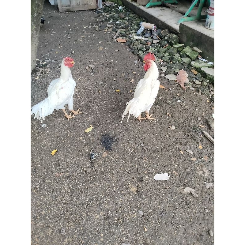 Ayam Kampung Jago Super Warna Putih Buat Bibit ( Hidup )