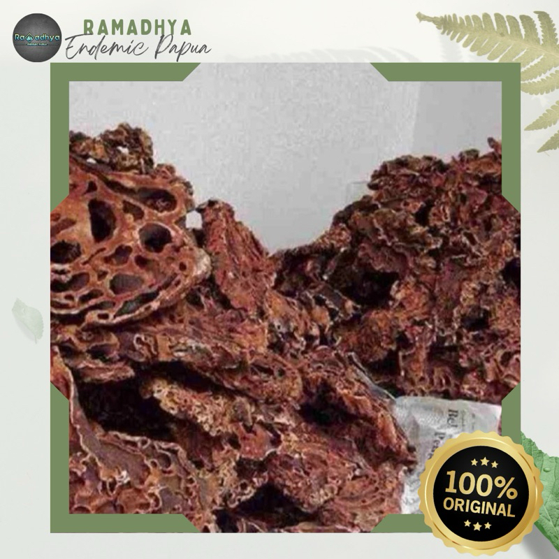 

Sarang Semut Asli Papua Original 100% Sarang Semut Papua Herbal Asli Original 100%