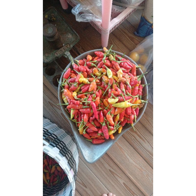 

Cabe rawit sret 1 kg frees baru petik