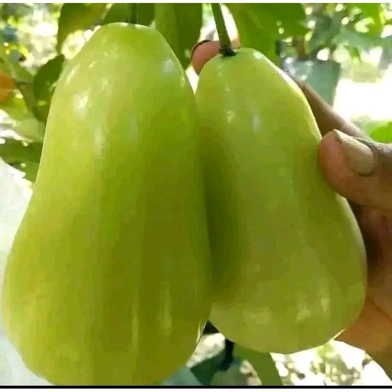 bibit cangkok  jambu air green giant asli