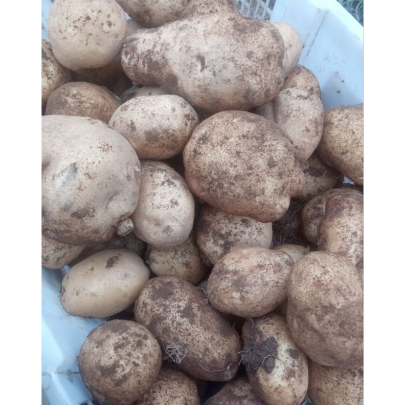 

Kentang Dieng Besar sedang 5 kg