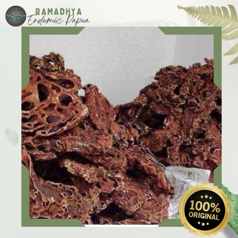 Sarang Semut Asli Papua Original 100% SARANG SEMUT ASLI PAPUA