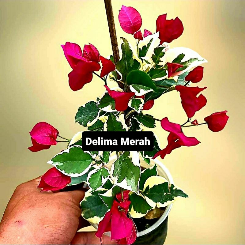 Bougenville Delima Merah Ukuran Besar