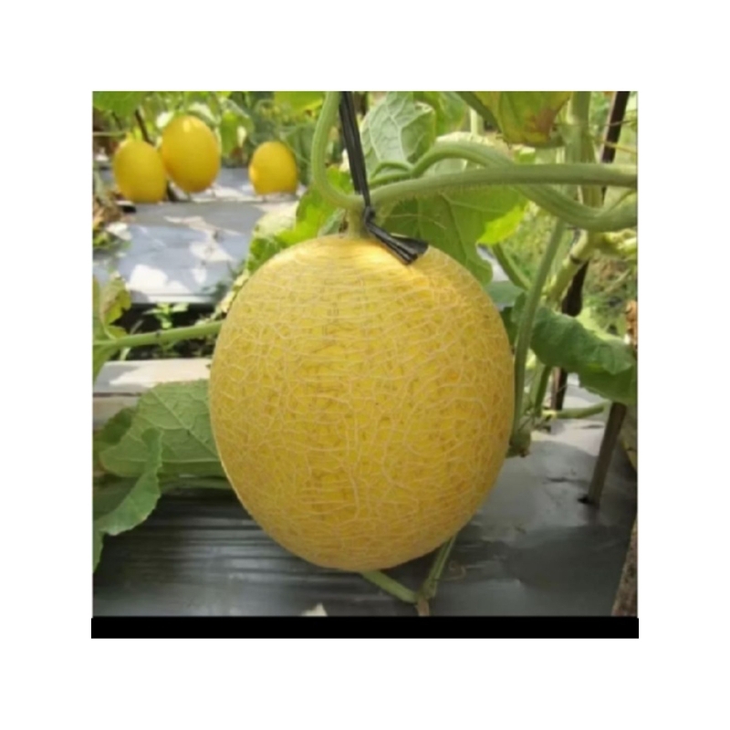 biji benih melon inthanon golden emerald