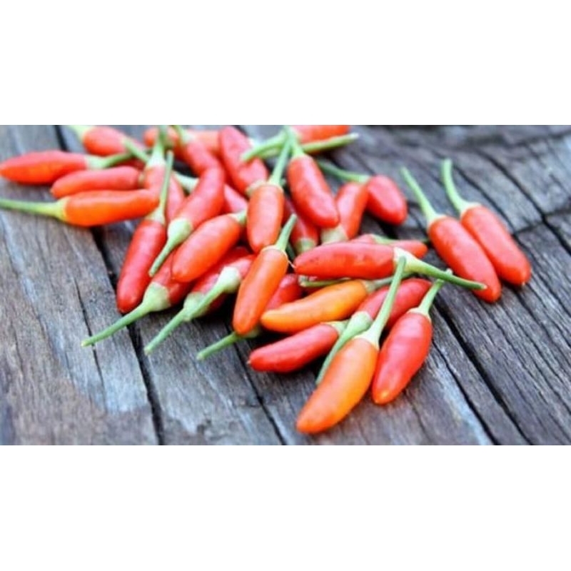 

Cabe Rawit Lombok Cilik