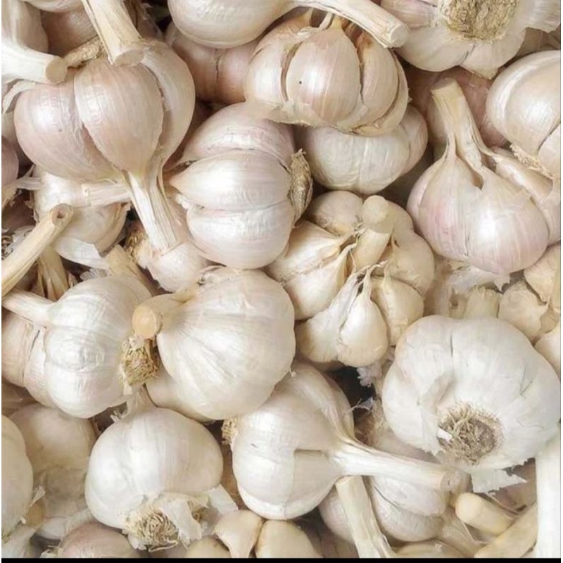 

bawang putih kating fresh 1kg