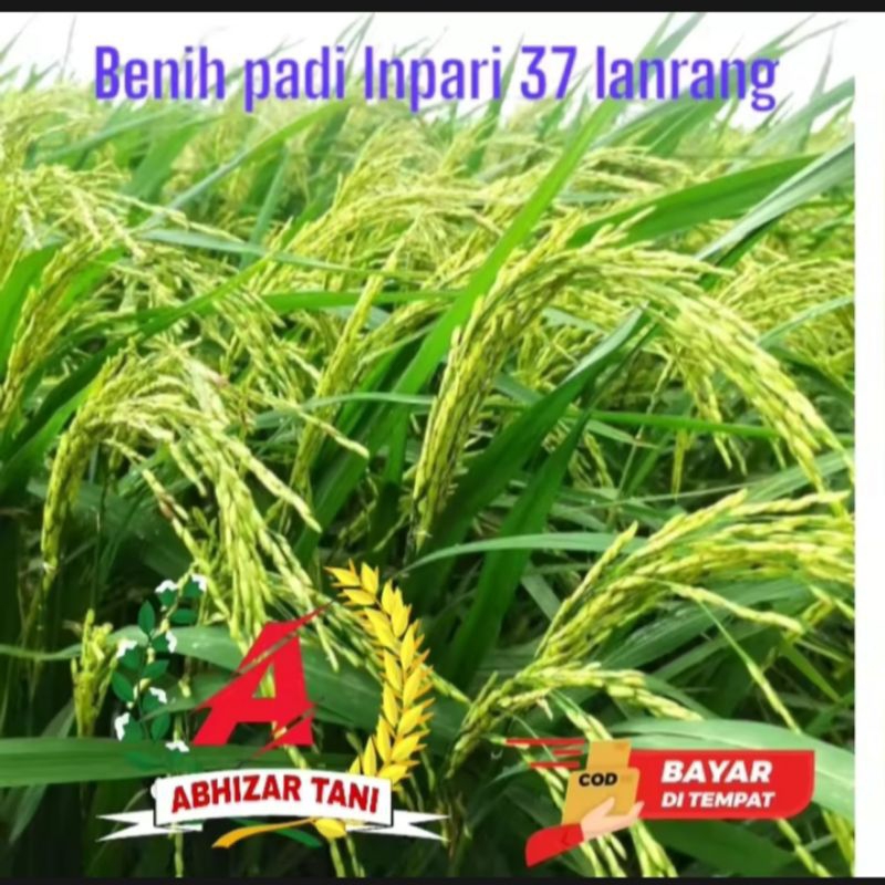 benih padi INFARI 37 LANRANG kemasan 1kg