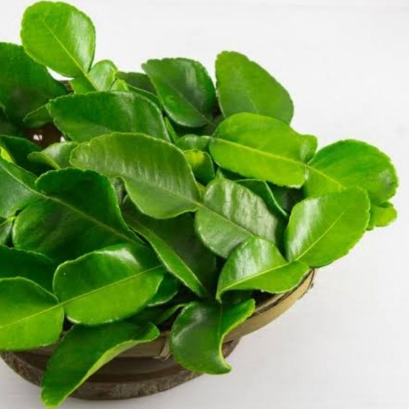 

100 PERBIJI ATAU PER LEMBAR /DAUN JERUK / DAUN JERUK FRESS SEGAR
