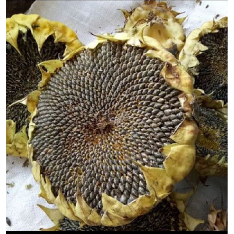 500 Biji Benih Bunga Matahari Jumbo/Biji Besar