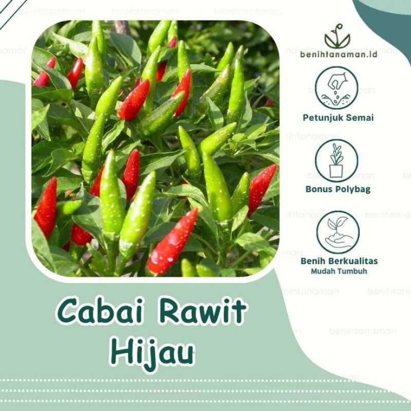 50 biji Cabai Rawit Hijau Unggul