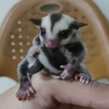 Joey Sugar Glider - Anakan Tupai Terbang Siap Pelihara
