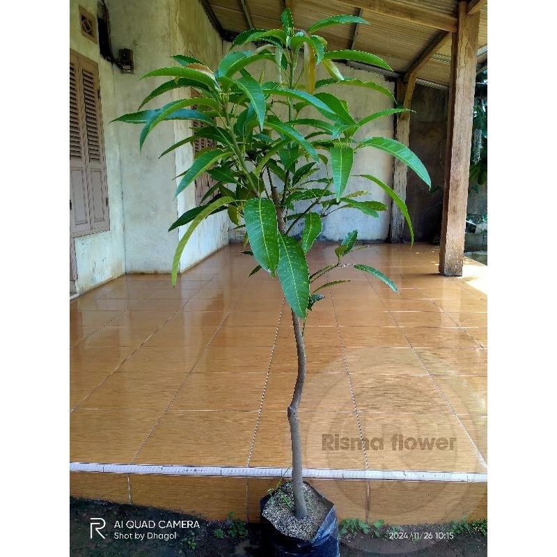 Tanaman buah mangga harum manis tinggi ± 1.5 meter - 2 meter /tanaman buah mangga tinggi 2 meter
