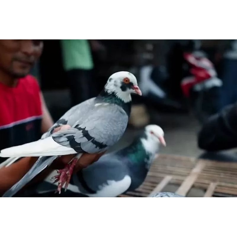 Burung dara tersedia jantan,betina, dan pasangan