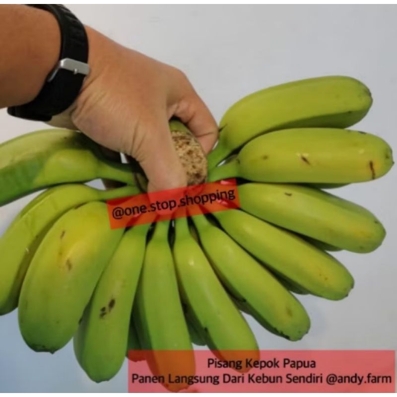 Pisang Kepok Papua Panen dari Kebun Sendiri