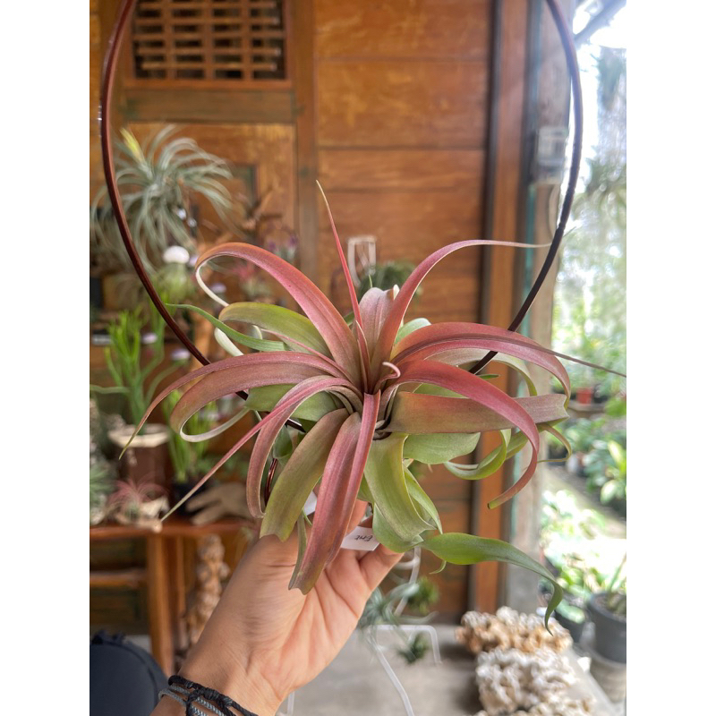 Tillandsia Eric Knobloch