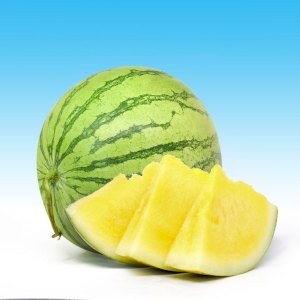 REPACK 4 BUTIR BENIH SEMANGKA KUNING NON BIJI AMARELO F1