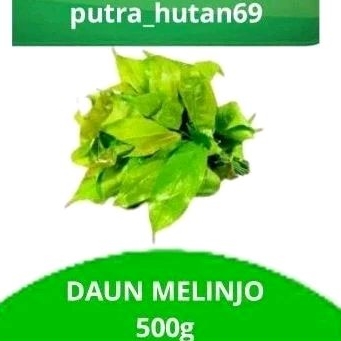 

LALAPAN DAUN MELINJO SEGAR PUCUK DAUN MELINJO 500 g