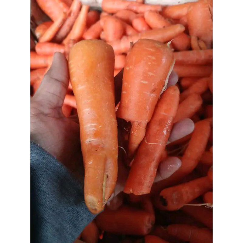 

wortel berastagi rijek / patah patah per1kg