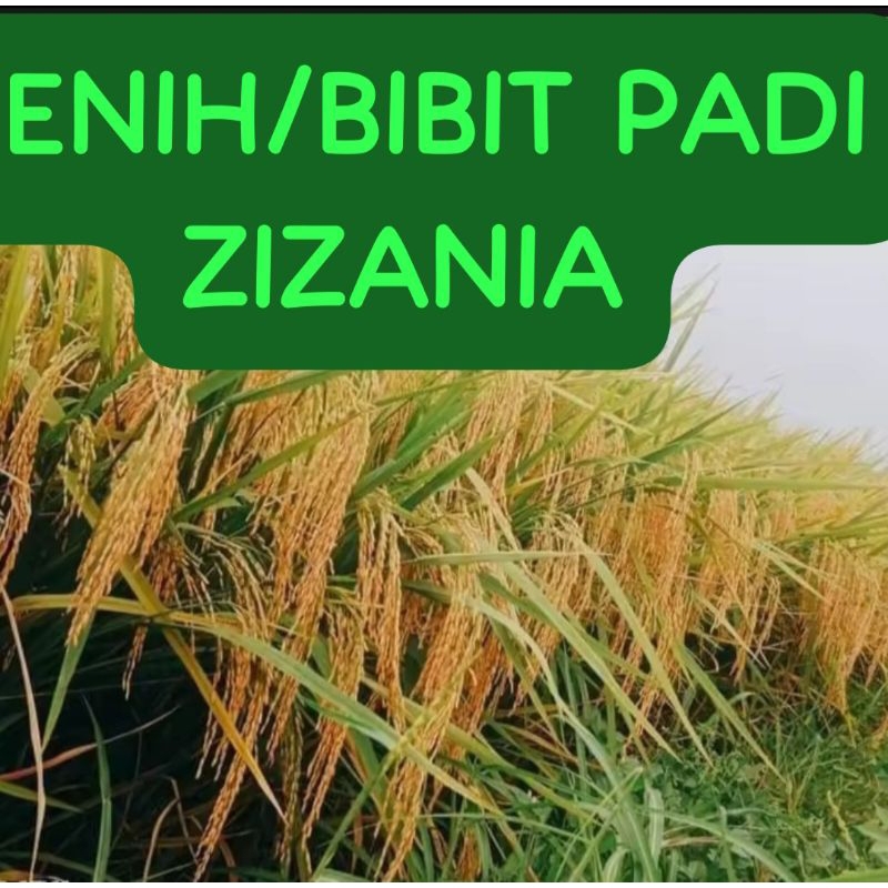 BIBIT PADI ZIZANIA                      Kemasan   10 Kg