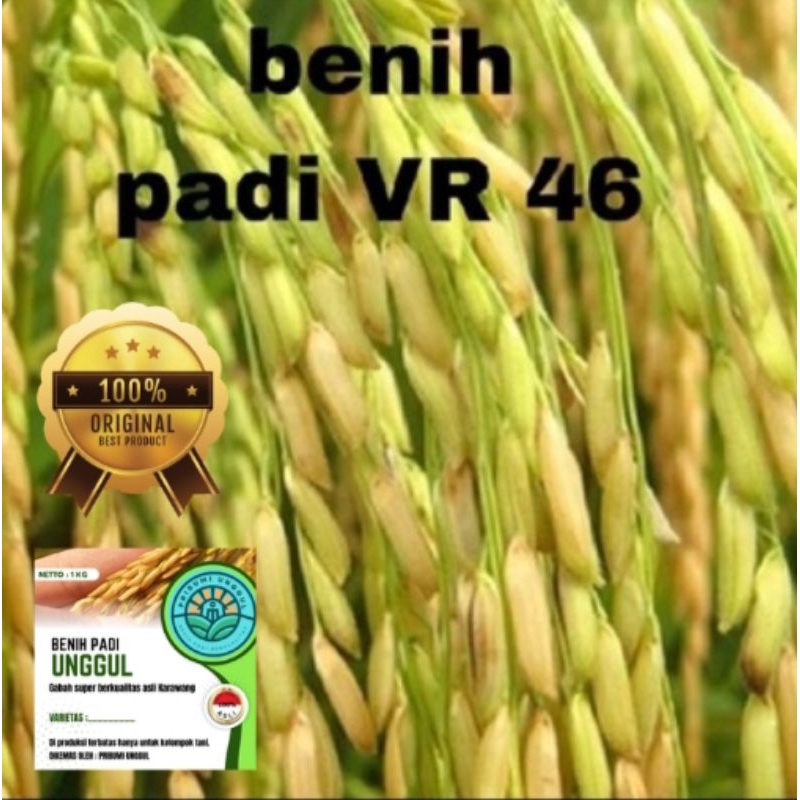 BENIH BIBIT PADI VR 46 BERKUALITAS UNGGUL PREMIUM ORIGINAL KEMASAN 1KG(COD)