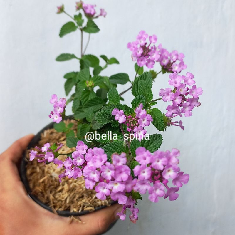 Tanaman Bunga Lantana Ungu, Kuning, Pink, Putih
