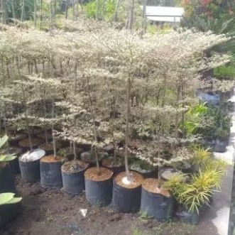 Tanaman ketapang kencana varigata, tinggi 1 -2 meter//pohon peneduh berdaun putih