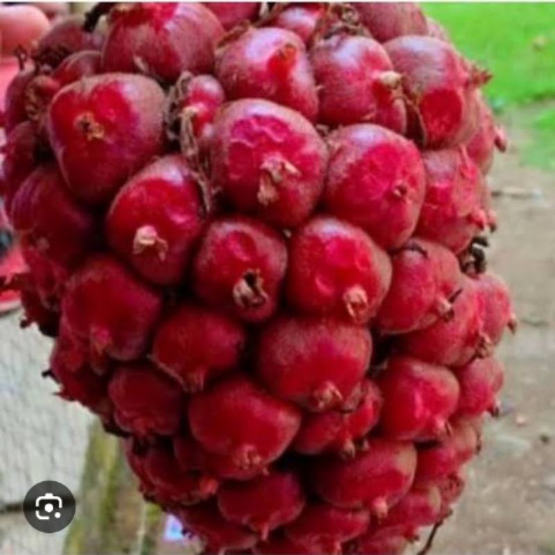 

Buah honye segar 500gr