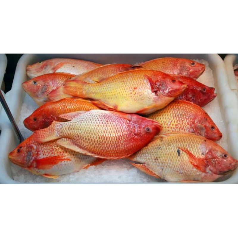 

Ikan Nila Merah Hidup Nila Segar Nila Frozen 1 Kg