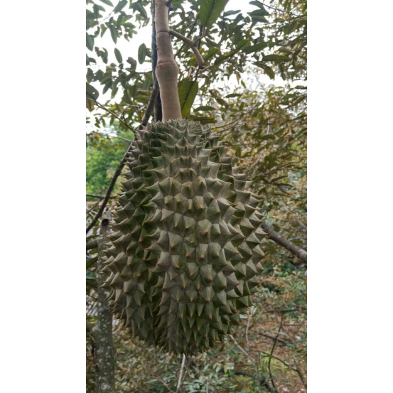 

Durian Duren Montong Bawor Super Jumbo 5 - 6 Kg Murah Garansi Asli Banyumasan