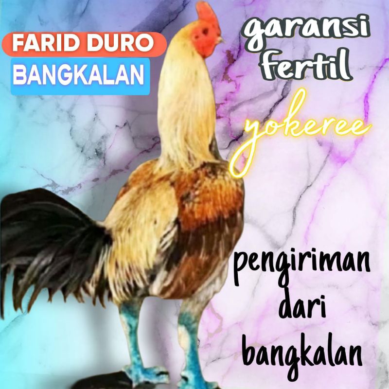 

Telur fertil ayam pamangon import / COD