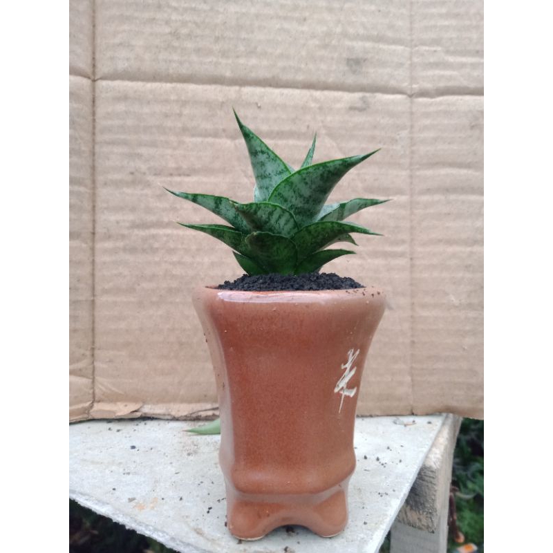 sansivera hybrid Farrel