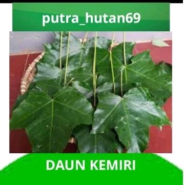 

TERMURAH DAUN KEMIRI 1KG