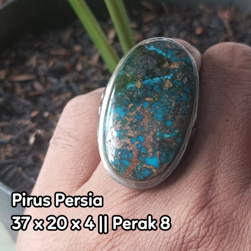 Pirus Persia Jumbo.