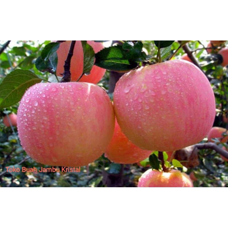 Apel fuji 1 kg / apel 1 kg / buah apel fuji 1 kg