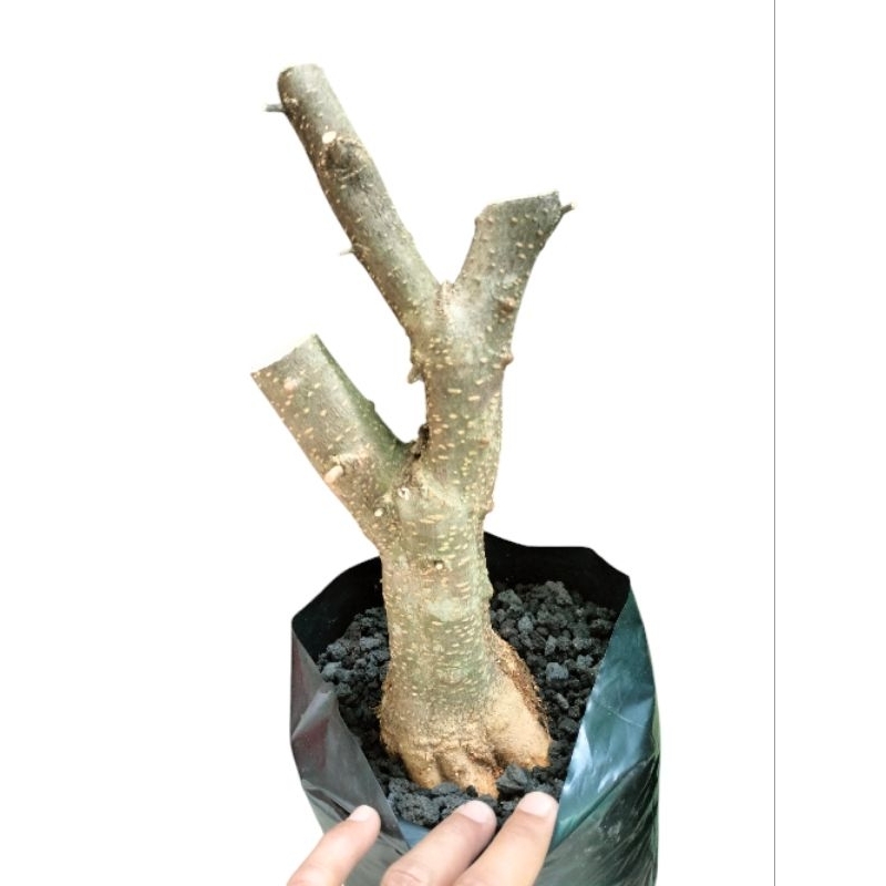 Bahan Bonsai Anting Putri Prospek