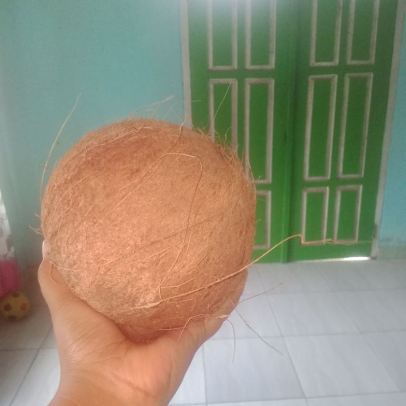 

kelapa tua utuh1.2