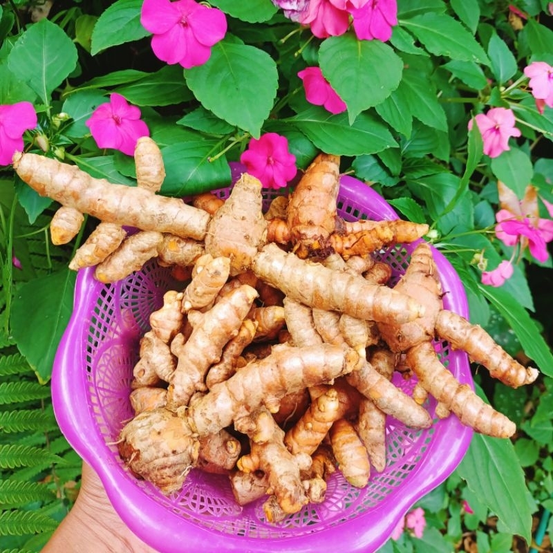 

Gratis ongkir, Kunyit/kunir segar 1kg