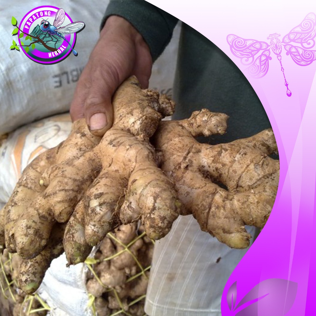 

JAHE GAJAH / EMPRIT SUPER FRESH 1 KG - PAPATONG HERBAL