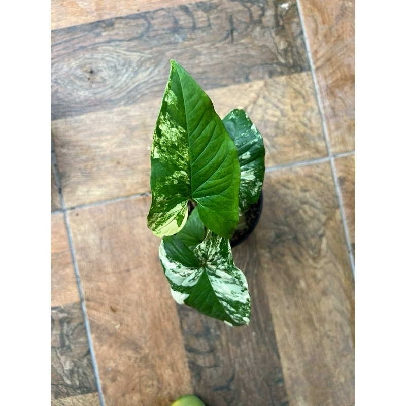 Syngonium Aurea - Syngonium Yellow Variegated - Singonium kuning - singo yellow varigata