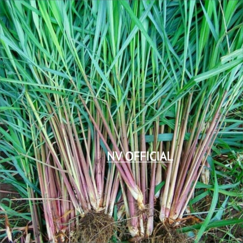 

MURAH SEREH MERAH SEREI HERBAL SERAI BERKUALITAS (BELI 5 FREE 1)