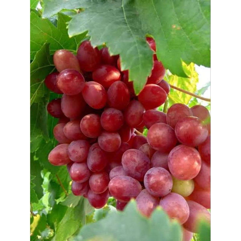 

BIBIT TANAMAN ANGGUR IMPORT TALDUN VALID