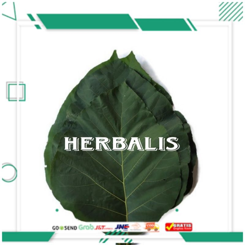 

Daun jati segar 200gr murah siap di gunakan