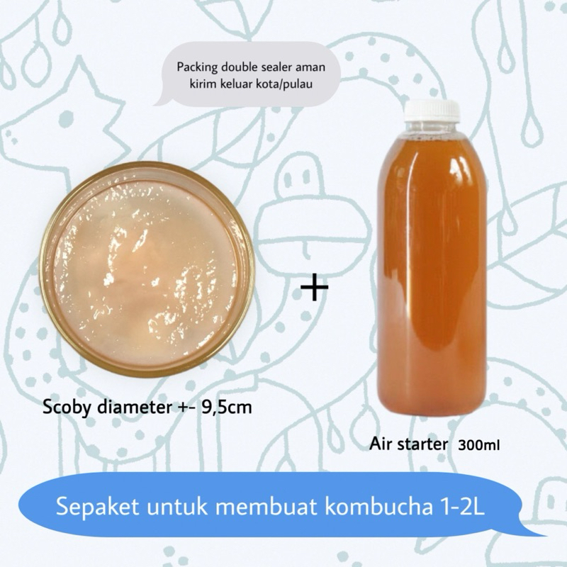 

scoby kombucha
