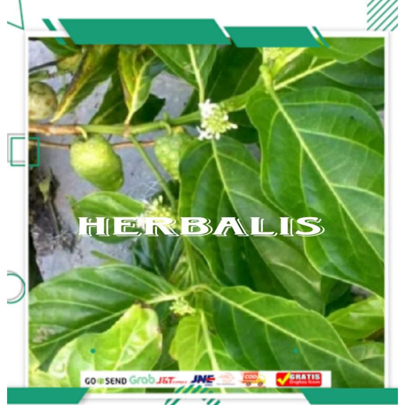 

200gr daun mengkudu segar