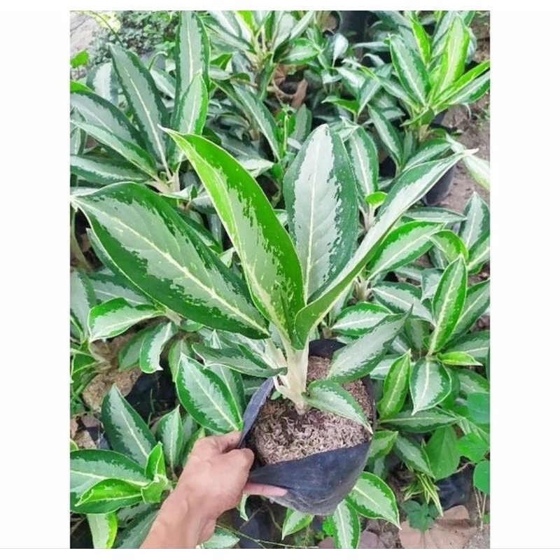 Tanaman hias aglonema sri rezeki - aglonema sri rezeki