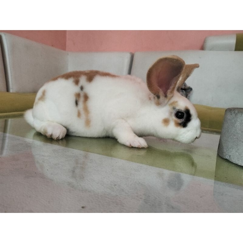 Kelinci Rex (bulu karpet)