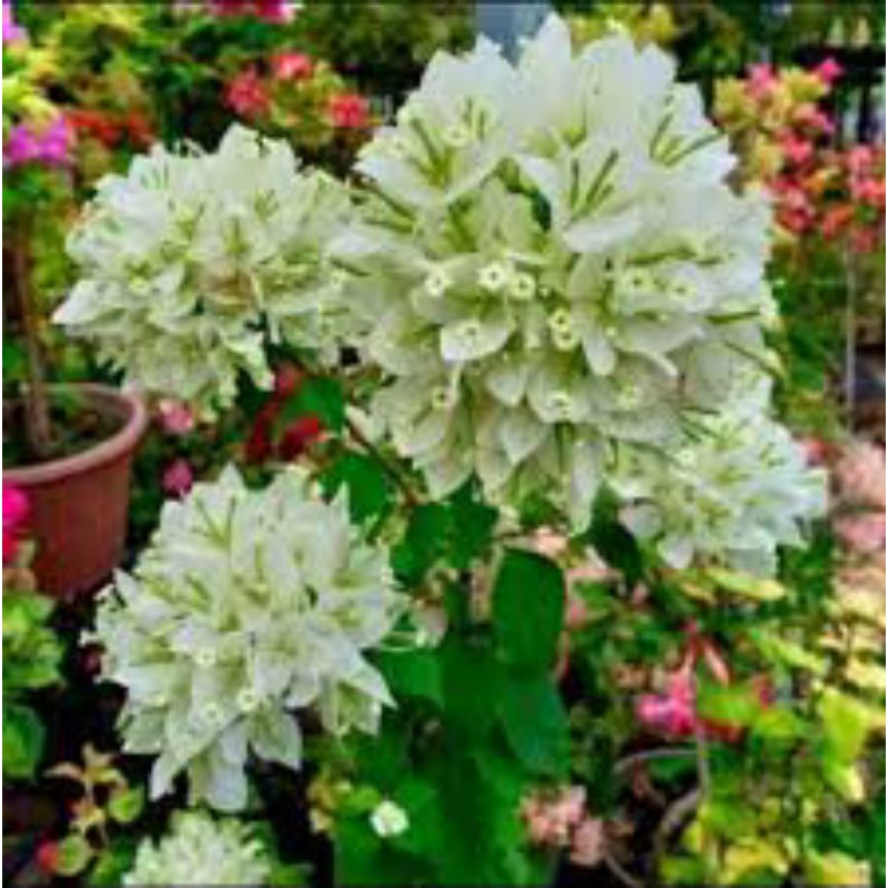 paket 3 bougenville ekor musang putih