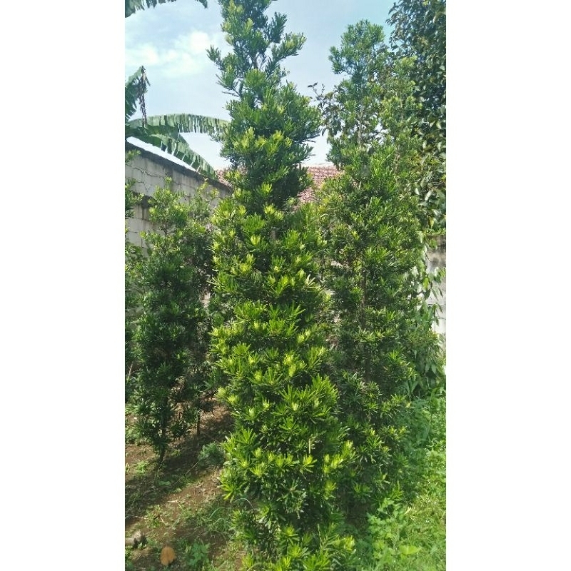 pohon lohansung tinggi 3 meter