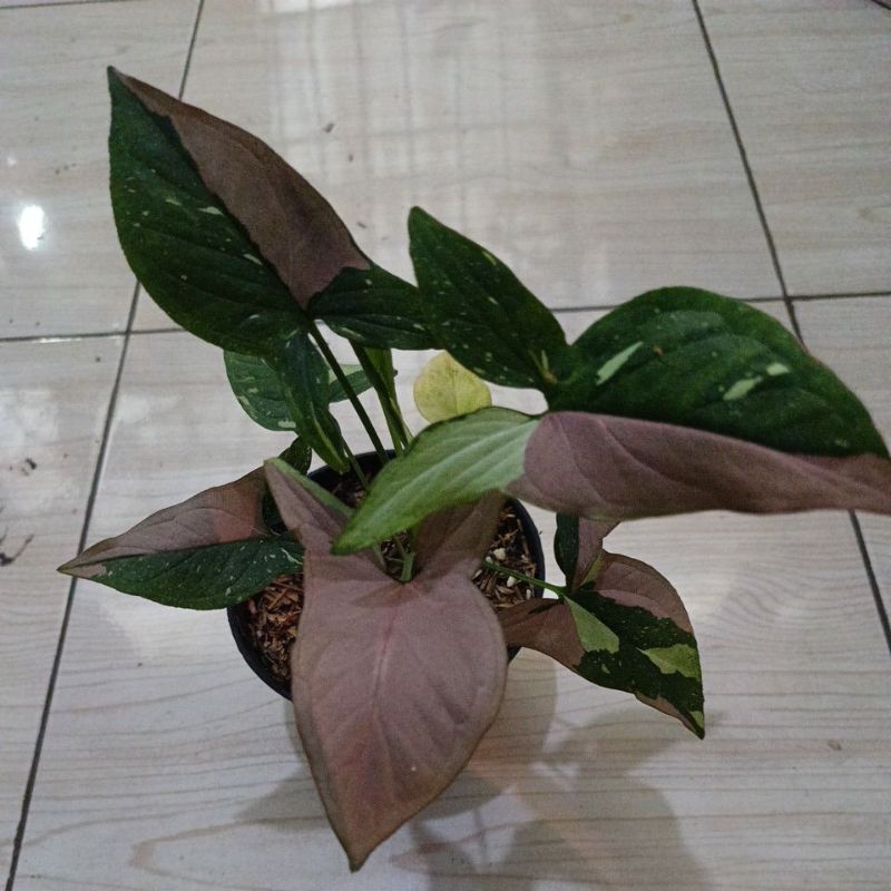 Syngonium red spot tricolor