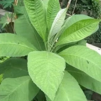 

Daun sembung segar 250gr / Obat Herbal Jantung / Tanaman Sembung